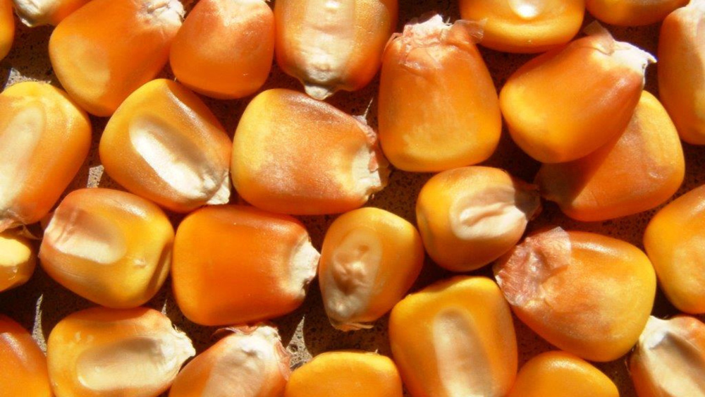 Lima-Grain-Yellow-Maize.jpg